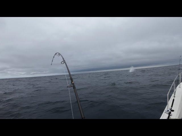 SICK JIG N POP TUNA IN ROUGH NORTHEAST WATERS!!