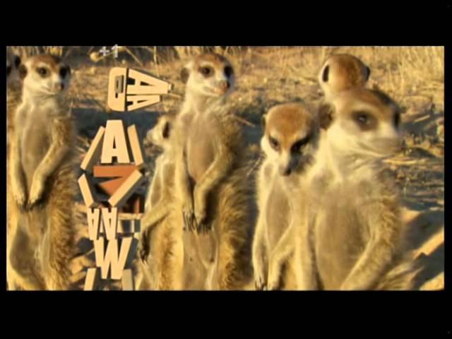 Animal Planet UK - Continuity / Ident - June 2011