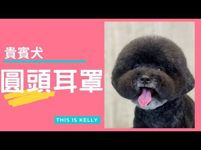 貴賓犬圓頭耳罩造型｜凱莉老師 Groomer Kelly｜寵物美容教學｜Poodle Pet Grooming