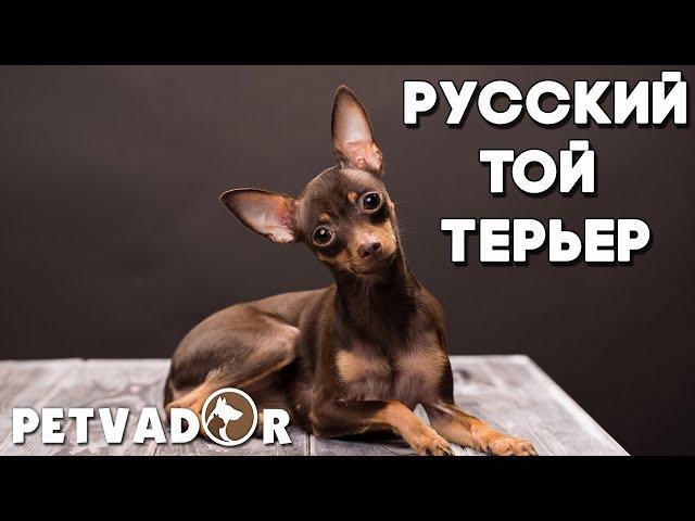 Русский той терьер - всё о породе собак! Уход и забота | Собака породы - русский той терьер