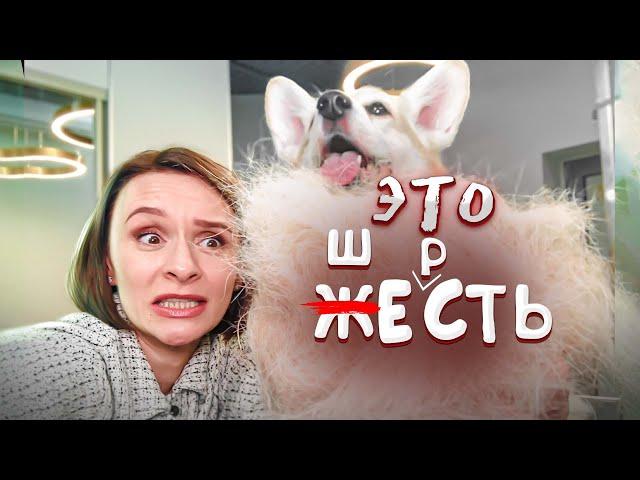 Корги линяет! Линька у собак - это ЖЕСТЬ! Экспресс линька - простой способ избавиться от шерсти.