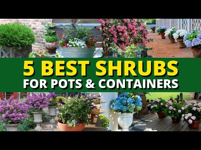 Top 5 Best Shrubs for Pots and Containers 🪴 | Garden Trends 