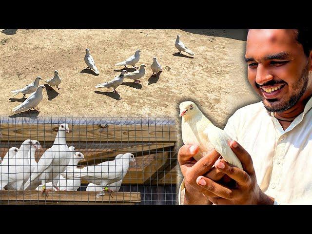 New Pigeon Buy Kar Liye Alhamdulillah|| Bhai Ny Surprize De Diya