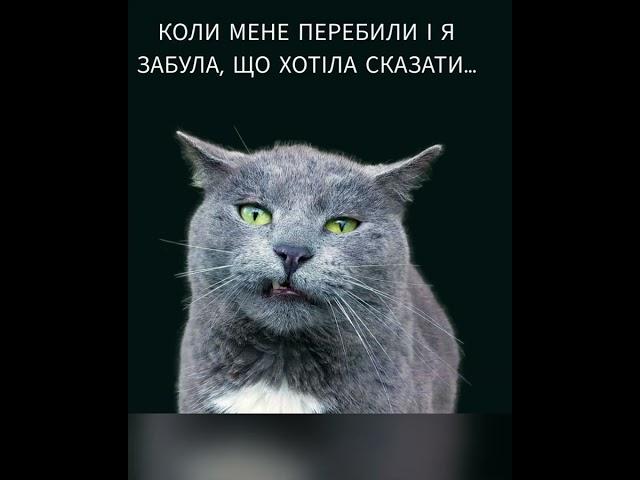 Коли тебе перебили і ти забув, що хотів сказати. Український хостинг: S-HOST.COM.UA/U326 #мем #жиза