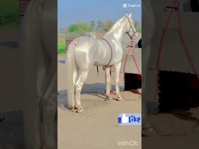 Most Beautiful White Horse  #shorts #viral #trending #viralvideo