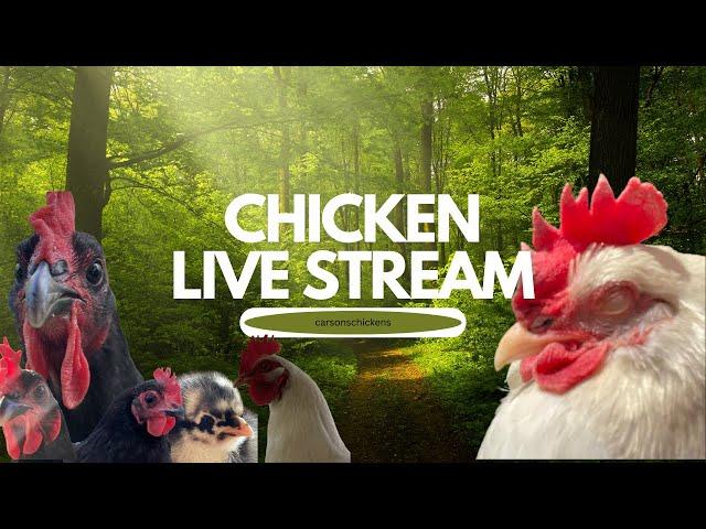 Carson's Chickens LIVE The Ultimate Farm Experience (12000 soon)