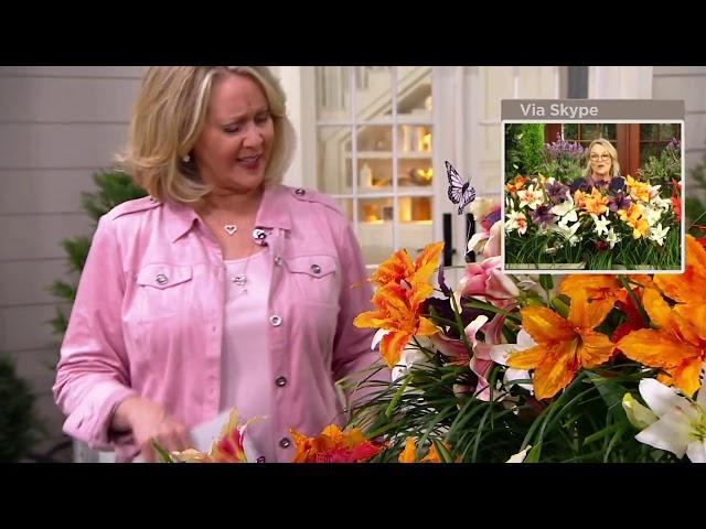 Barbara King 6-Piece Reblooming Mixed Daylilies Live Plants on QVC