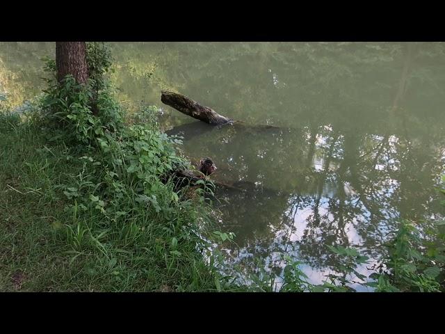 004 - Бегом пять километров с утра