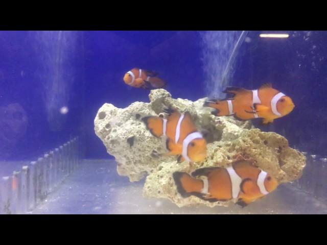 Sustainable Aquatics Fancy Longfin Clownfish