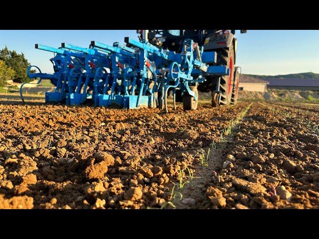 Très agréablement surpris par la précision de la bineuse monosem dans les tout petits oignons…