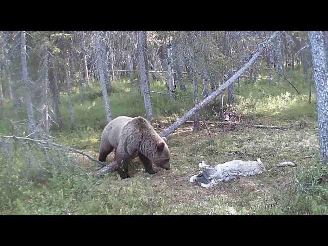 Росомаха,медведь,волк реакция на мёртвого волка.