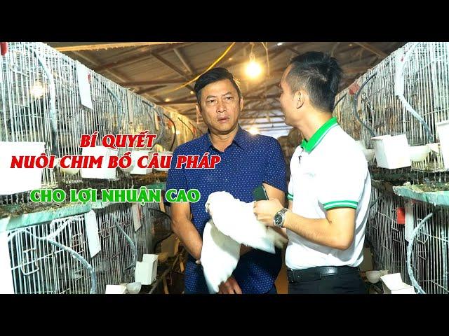 Nuôi chim bồ câu Pháp có khó không?  Hướng dẫn kỹ thuật nuôi chim bồ câu Pháp hiệu quả