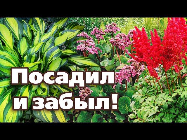 ТОП 5 САМЫХ НЕПРИХОТЛИВЫХ МНОГОЛЕТНИКОВ.  Проверено на Урале!