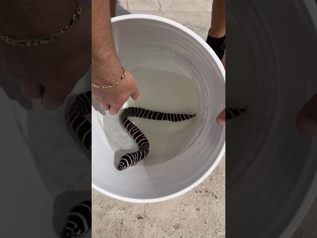 Sea Creature  ATTACKS!  *Unboxing*