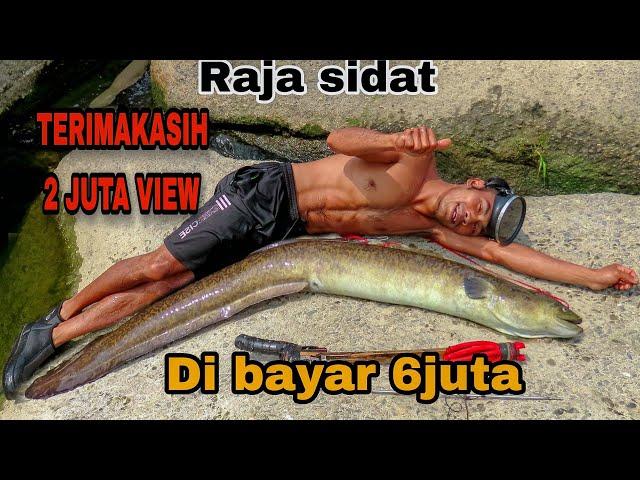 menembak sidat terbesar di taiwan||langsung di bayar 6 juta || biggest eel fish