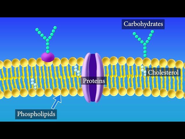 Cell Membrane Structure and Function