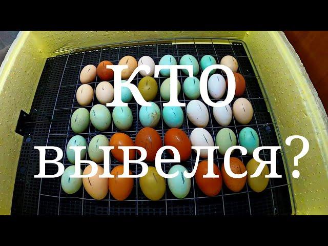 Инкубация цыплят. Цветной Микс куриных яиц. Как прошла и кто вывелся. Цыплята из пасхальных яиц.