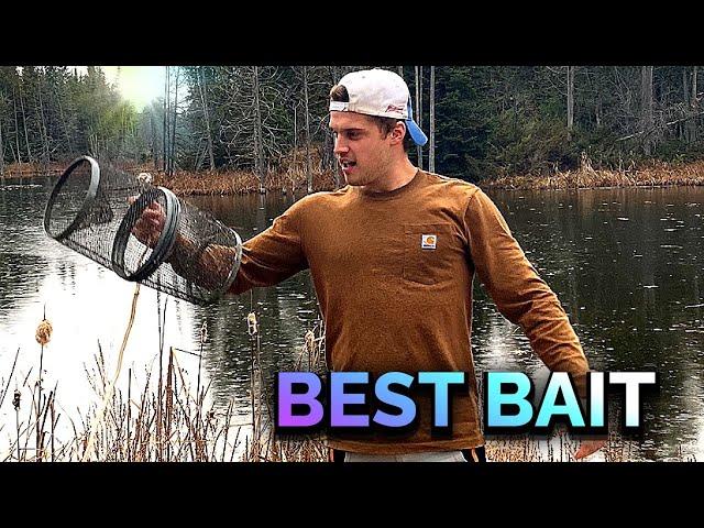 BEST BAIT for trapping minnows