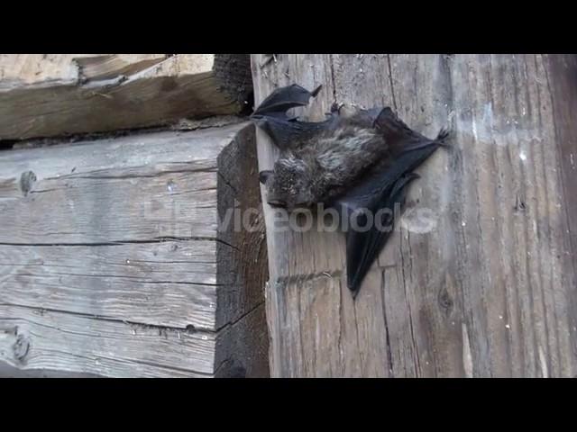 RARE BAT SPECIES EPTESICUS NILSSONII ON OLD WOODEN BARN WALL NKUJOP0