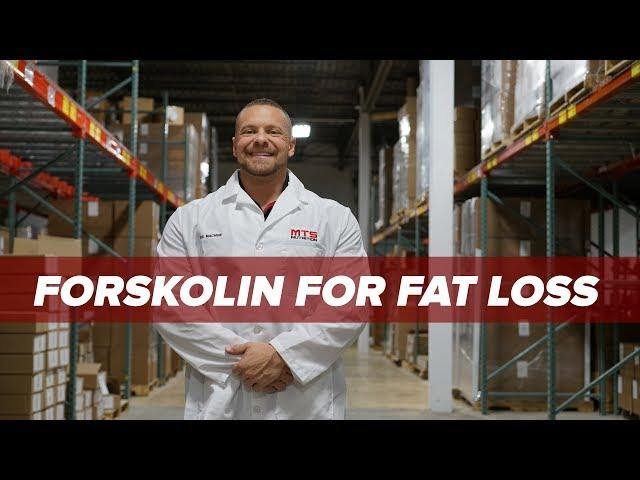 Forskolin For Fat Loss - A Best Kept Secret? | Tiger Fitness