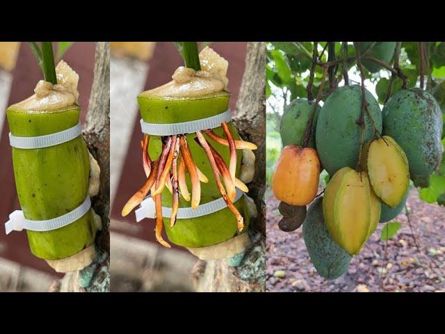 SPECIAL TECHNIQUES 3 ways to propagate MANGO using coca, aloe vera, b1 to stimulate super fast growt