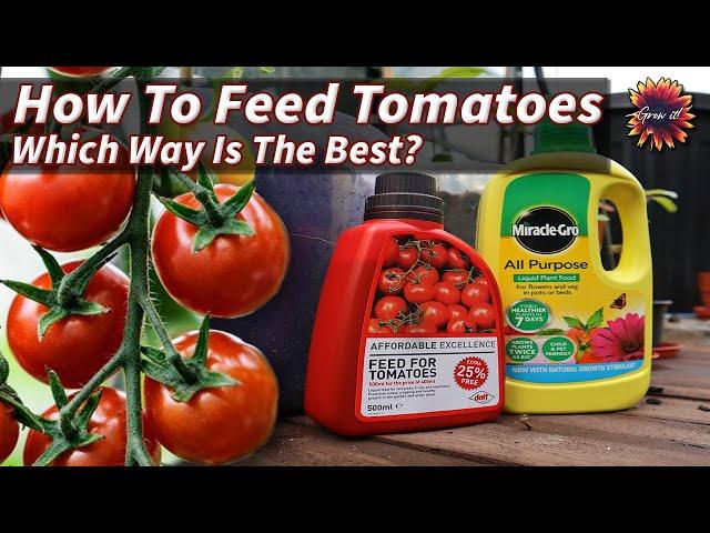 How to Fertilize Tomato Plants | Which Is Best?