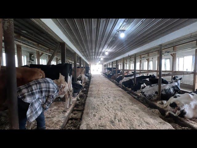 New heifers!! Morning milking on our 70 cow dairy farm…