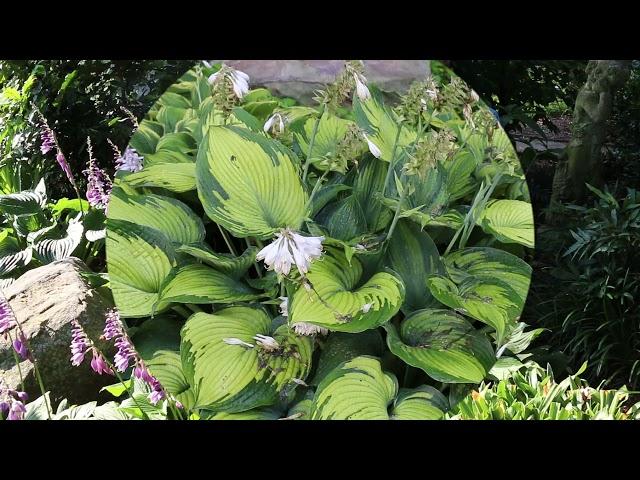 Hosta (Hosta spp.) - Plant Identification