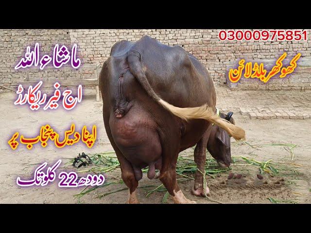 Top Milking pure Nili Buffalo's  for sale in punjab pakistan on youtube 27 September 2024