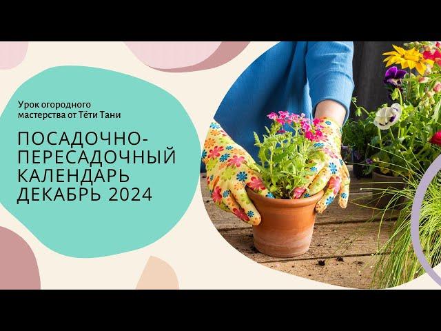 Календарь ТРИГОНОВ. Посадочно-пересадочный. Декабрь 2024 г.