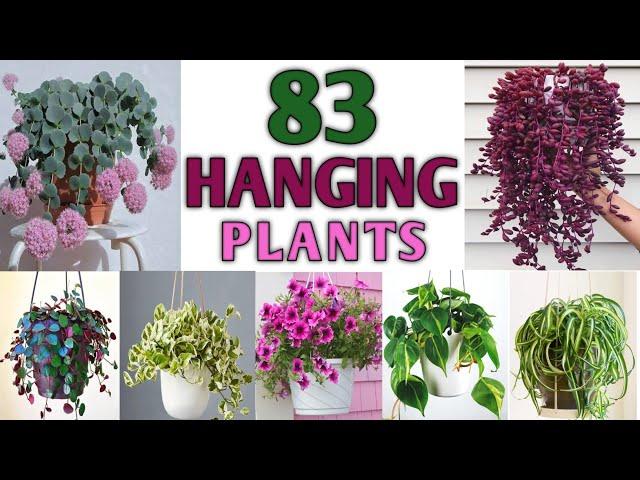 83 Plants for Hanging Basket with Names | Hanging Plants for Balcony | Plant and Planting