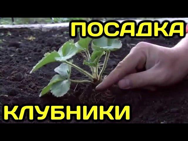 Как правильно посадить клубнику (землянику)