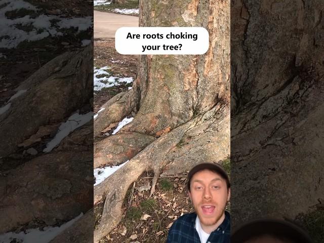These can choke your tree! #arborist