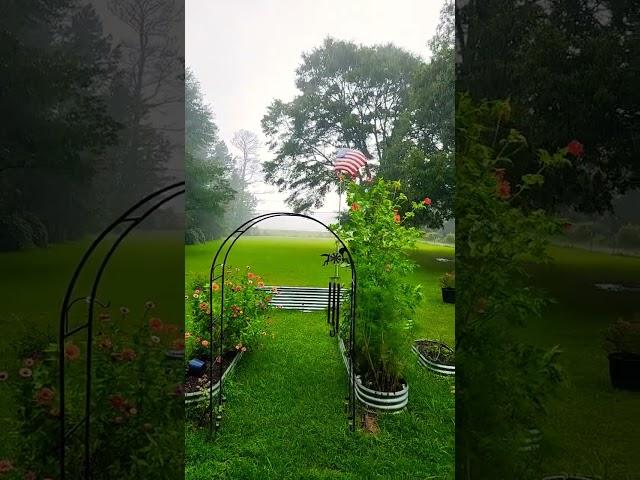 We Have a CHANCE of Rain Today #homestead #family #farming #farmlife
