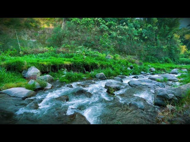 Beautifull Forest River Relaxing water sound, Nature sounds white noise, river sound for sleeping