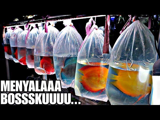  MENYALAAAA BOSSSKUUUUU !!! UPDATE HARGA IKAN DISCUS DI JATINEGARA TERBARU