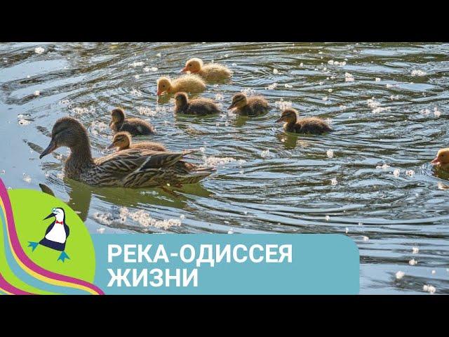 ‍‍‍ ОДИН ГОД ИЗ ЖИЗНИ РЕЧНОЙ ЭКОСИСТЕМЫ! Река - Одиссея жизни. Все серии. Фильм в HD. STARMEDIA