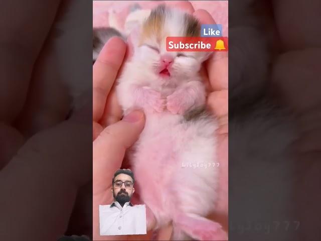 Cute cat#shortvideo #ytshorts #trending