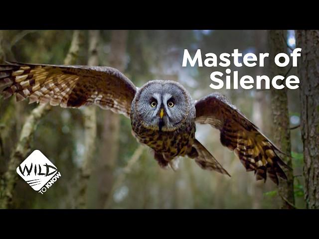 Owls' Silent Flight Experiment: How Can Owls Hunt in Silence Mode?