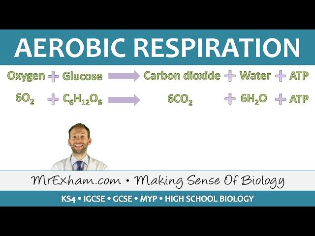 Aerobic Respiration - GCSE Biology (9-1)