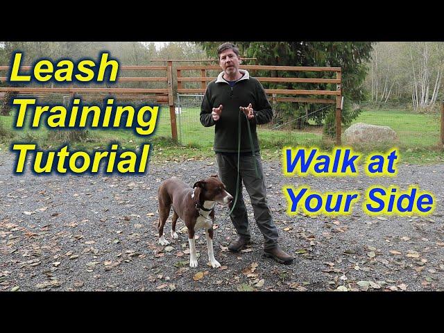 Teach your dog to walk at your side