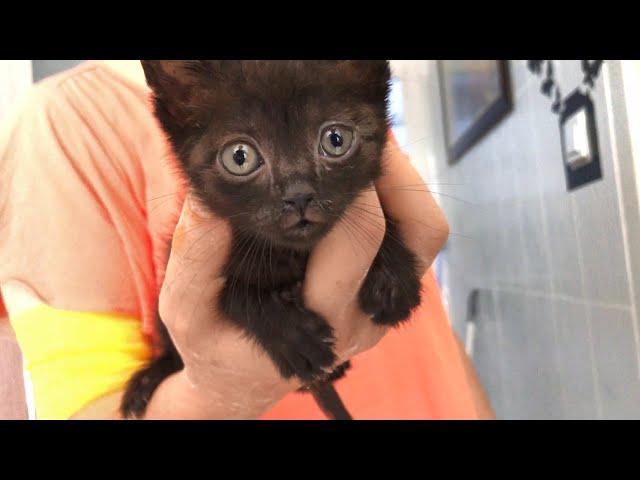 Tiny Kitten Beats 3 Types Of Infections And Finds A Forever Home!