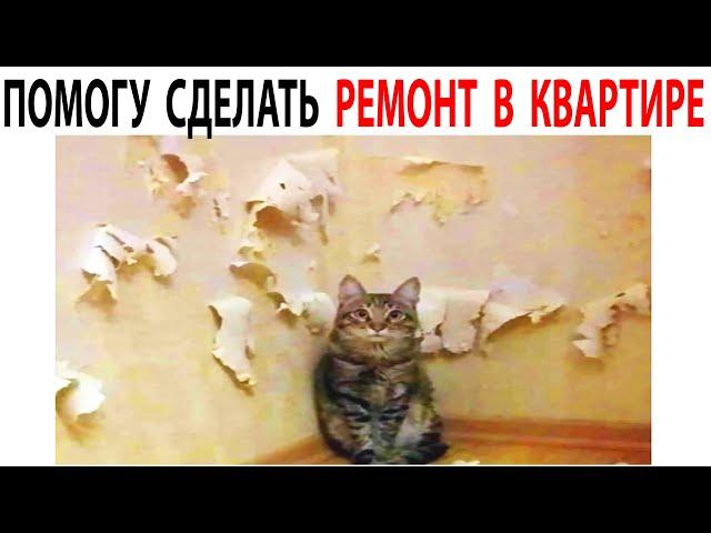 Мемы и Приколы с Котами 2021 года. Дневная Порция мемов с Котами 1 декабря #shorts