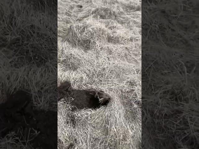 Нереальные находки После мд4030 #топ metaldetecting #metaldetector #коп