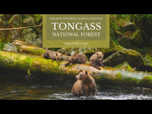 The Tongass National Forest: Our Most Powerful Climate Solution