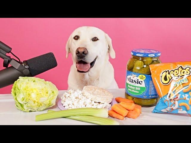 Dog Eats The Crunchiest Foods | (Special ASMR)