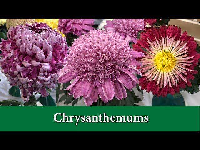 How to Grow Chrysanthemums - Hardy Mums and Exhibition Types.