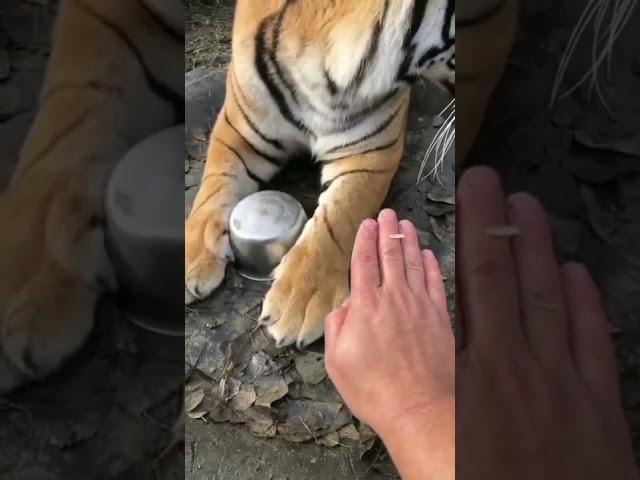 Human hand compared to tiger paw!  #shorts #tiger