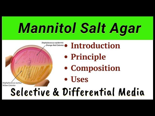 Mannitol Salt Agar | MSA