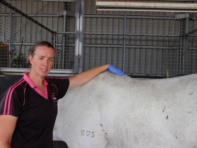 Let's learn about your horses bean removal, Dr Louise shows you how.